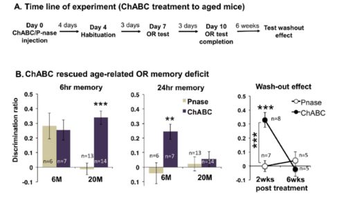 拯救衰老大腦的新突破 提高6-硫酸軟骨素水平恢復(fù)神經(jīng)可塑性